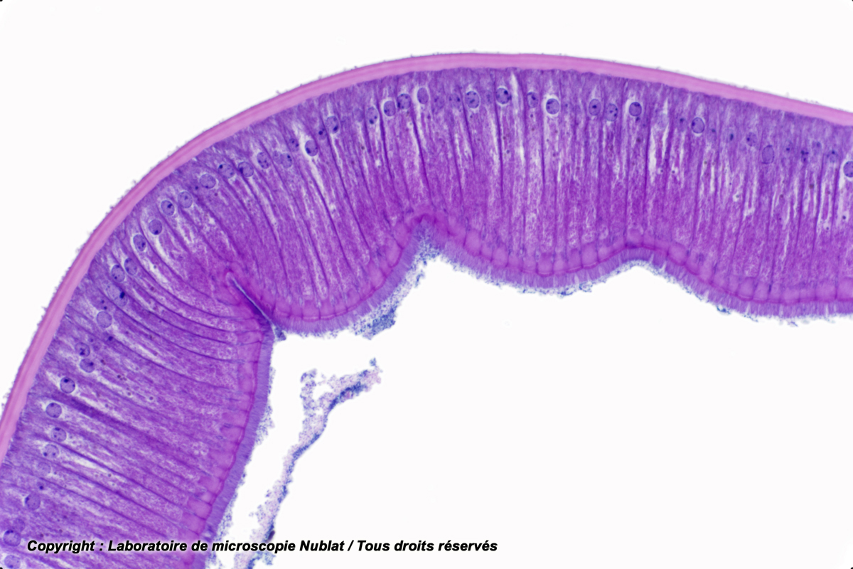 Epithélium prismatique, intestin d’Ascaris, HE